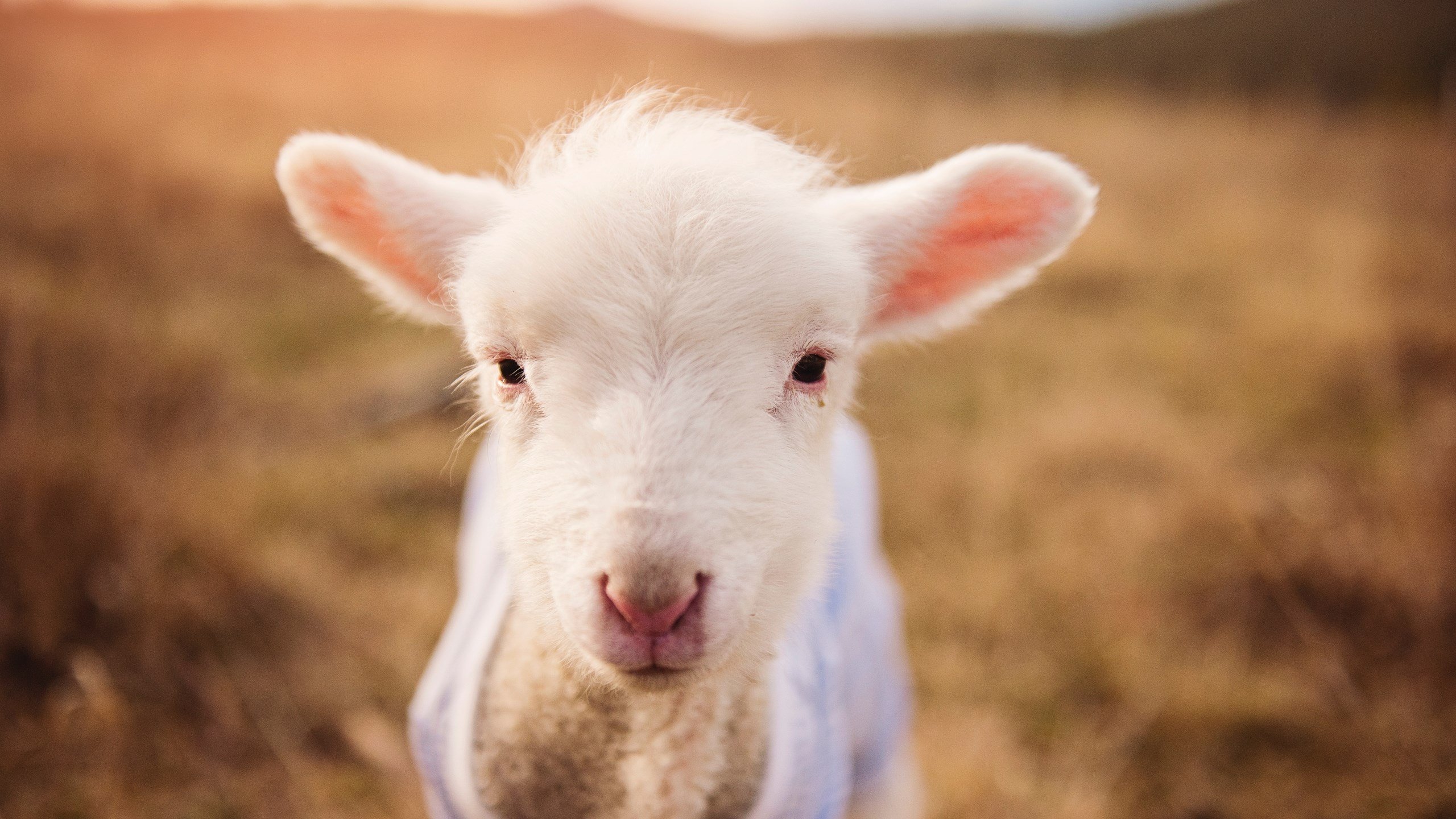 美洲豹的利齿，当巴拉圭的集体火力吞噬墨西哥雄鹰