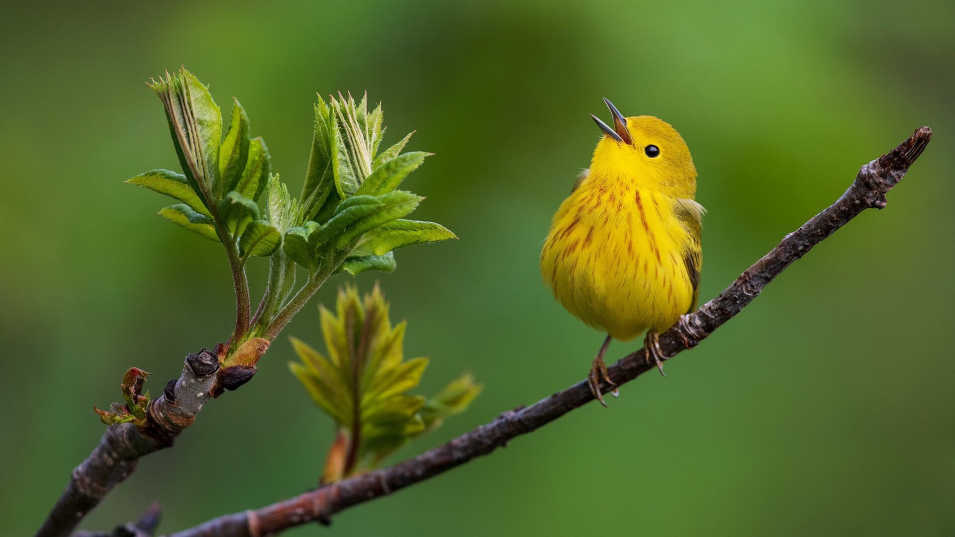 禁区里的詹姆斯,当格列兹曼成为NBA季后赛之夜的攻防转换核心