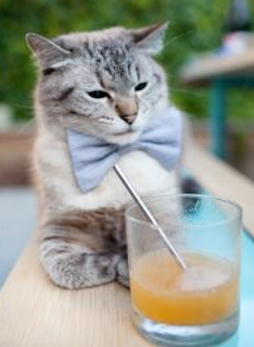 黑豹的觉醒，卢卡库爆发时刻与马竞鏖战荷兰的绿茵史诗