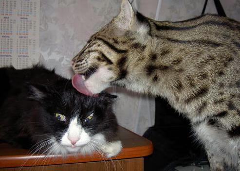 个体闪耀与体系碾压,当久保建英的爆发遇见拜仁的终结