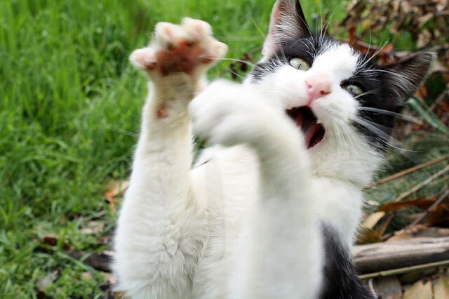 北京队血拼火箭！范弗利特一球封神，上演北境之王归来