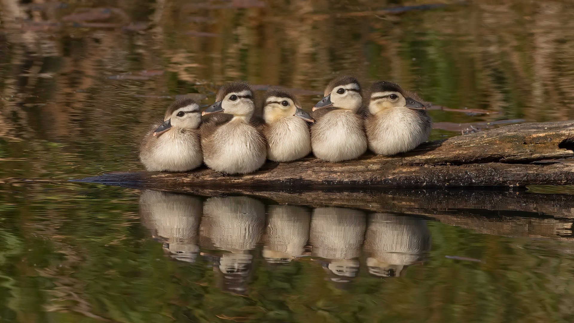 奥运周期的双面刃,当罗德里化身绝对守护,荷兰掀起绝对攻势