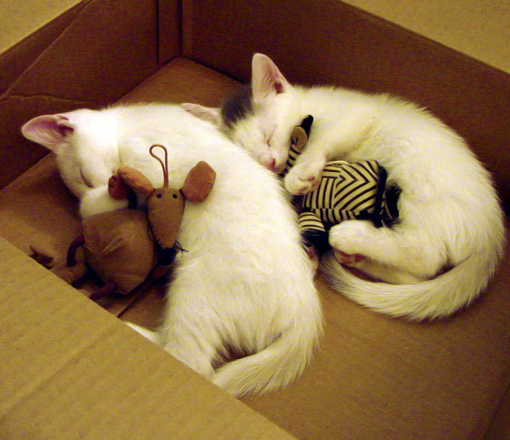 爱游戏tv-电子羊的巴别塔，当欧冠决赛错位降临上海德比