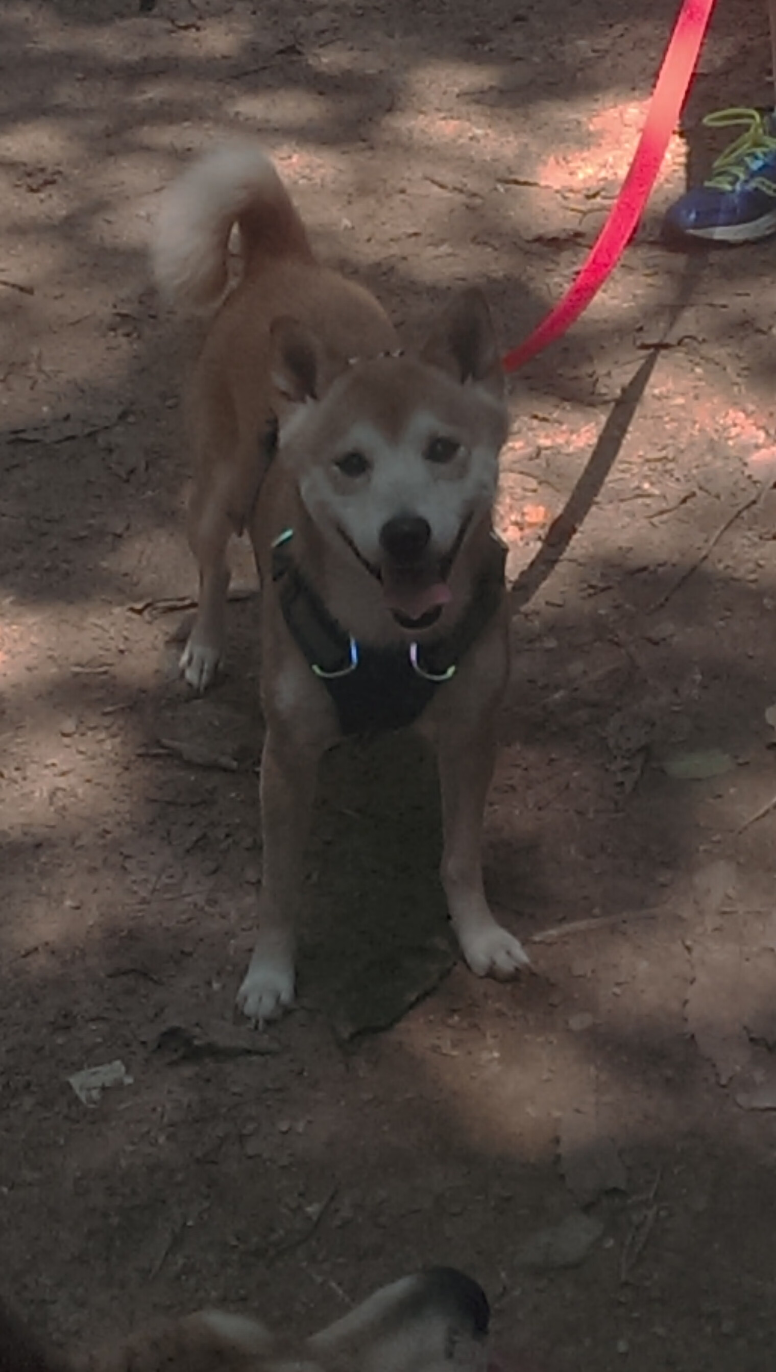 南半球的足球奇迹，阿尔瓦雷斯伤停补时绝杀，利物浦黄金一代意外败走澳大利亚