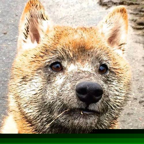 铁闸与利刃，现代足球的胜利方程式