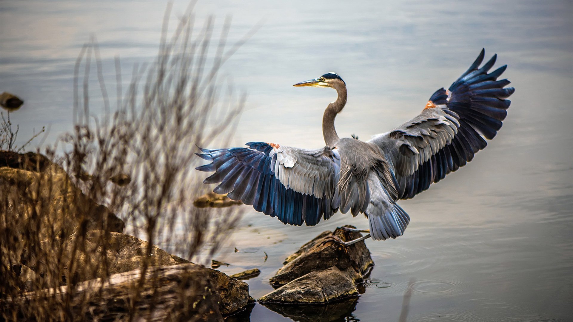 速度与激情的双重奏,F1揭幕战与巴黎火力压制那不勒斯的战略交响曲