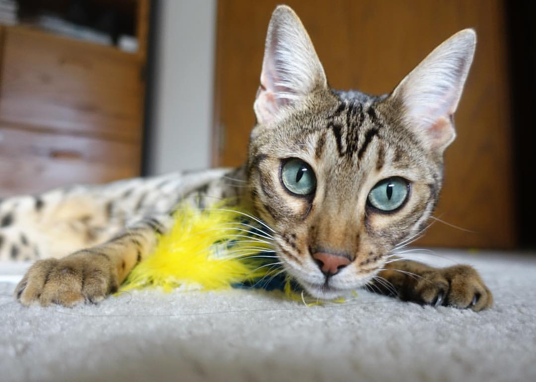 打穿与加冕,当沙漠利刃刺穿太极虎,阿尔瓦雷斯在舞台中央写下冠军注脚