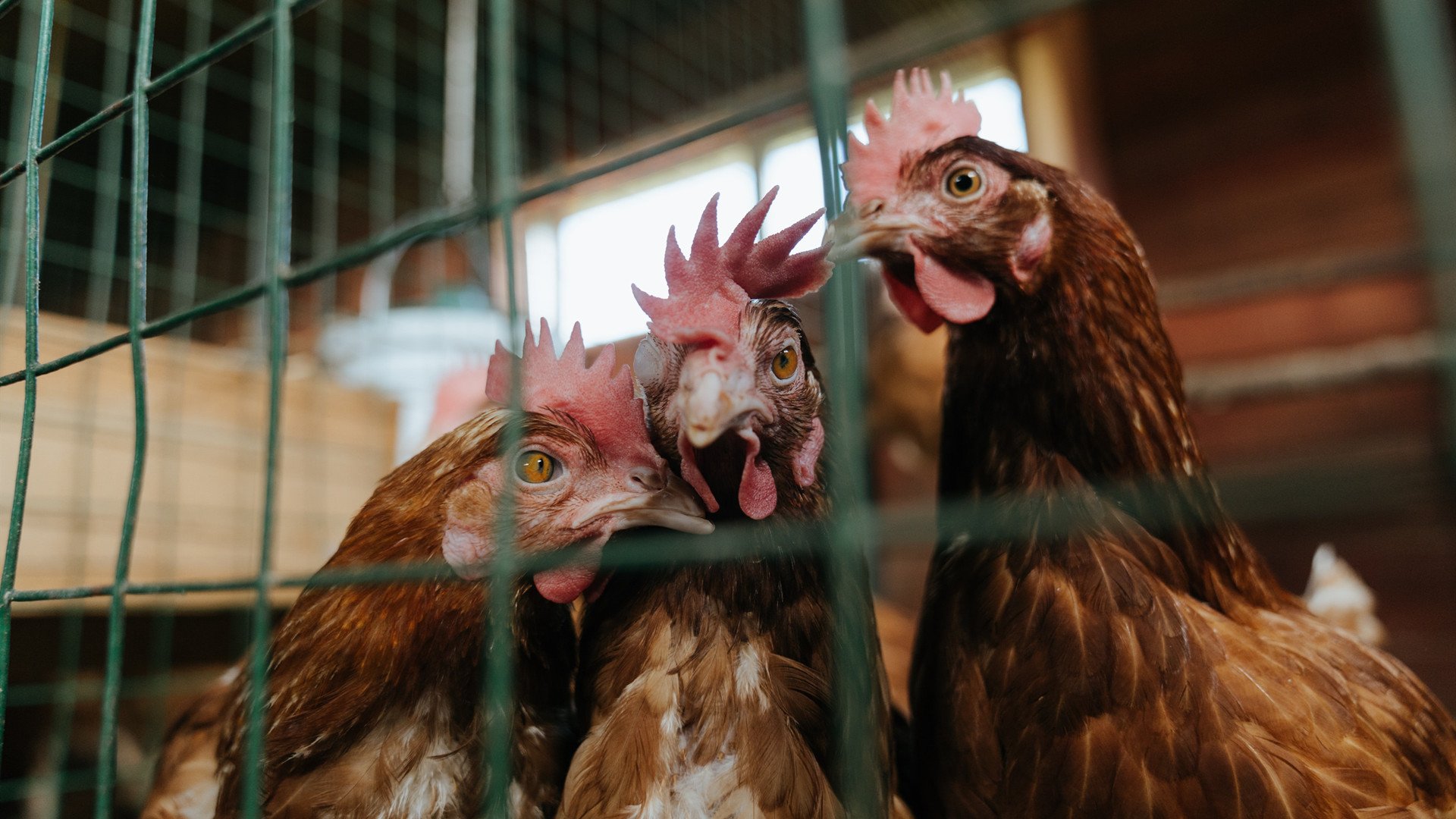 变量编织的命运,当体育成为现实裂缝的坐标