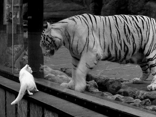 如果约基奇站在猛龙vs骑士的赛场中央