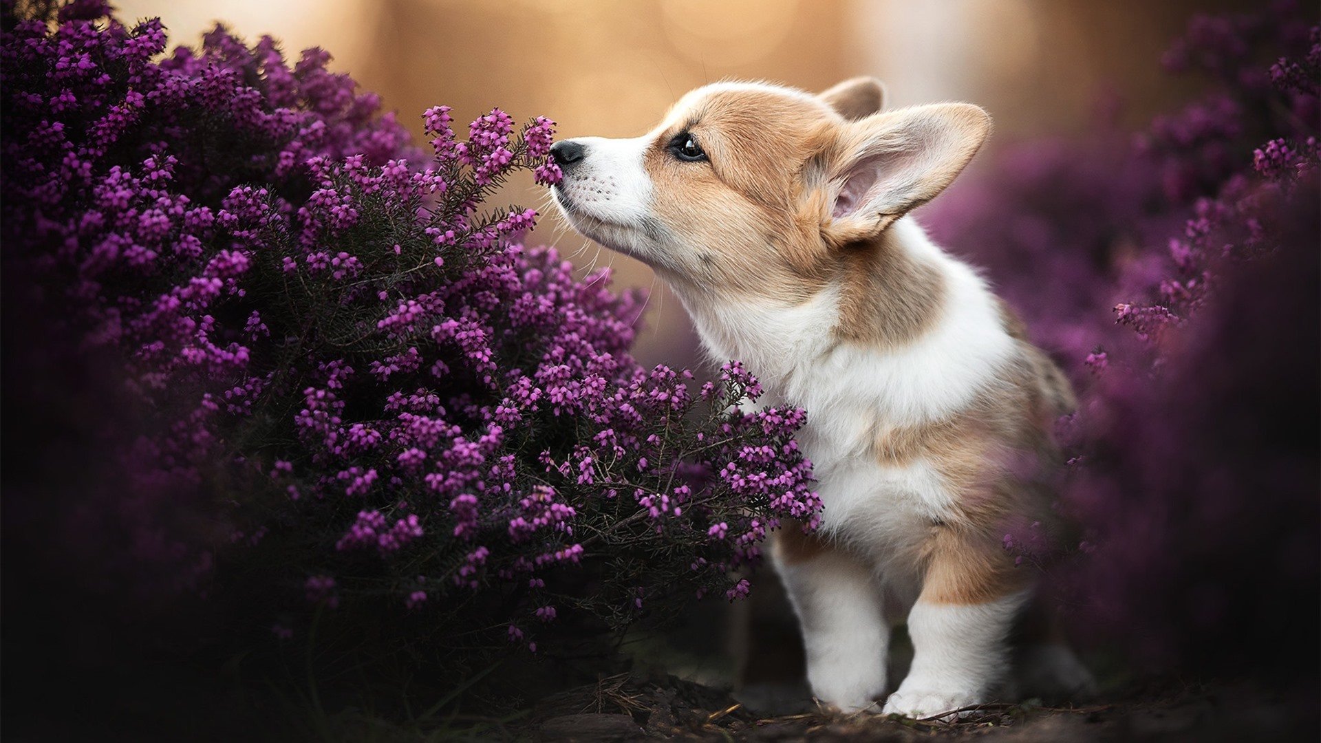 足球双线风暴,尼日利亚客场带走牙买加,金玟哉持续制造杀伤彰显全能价值