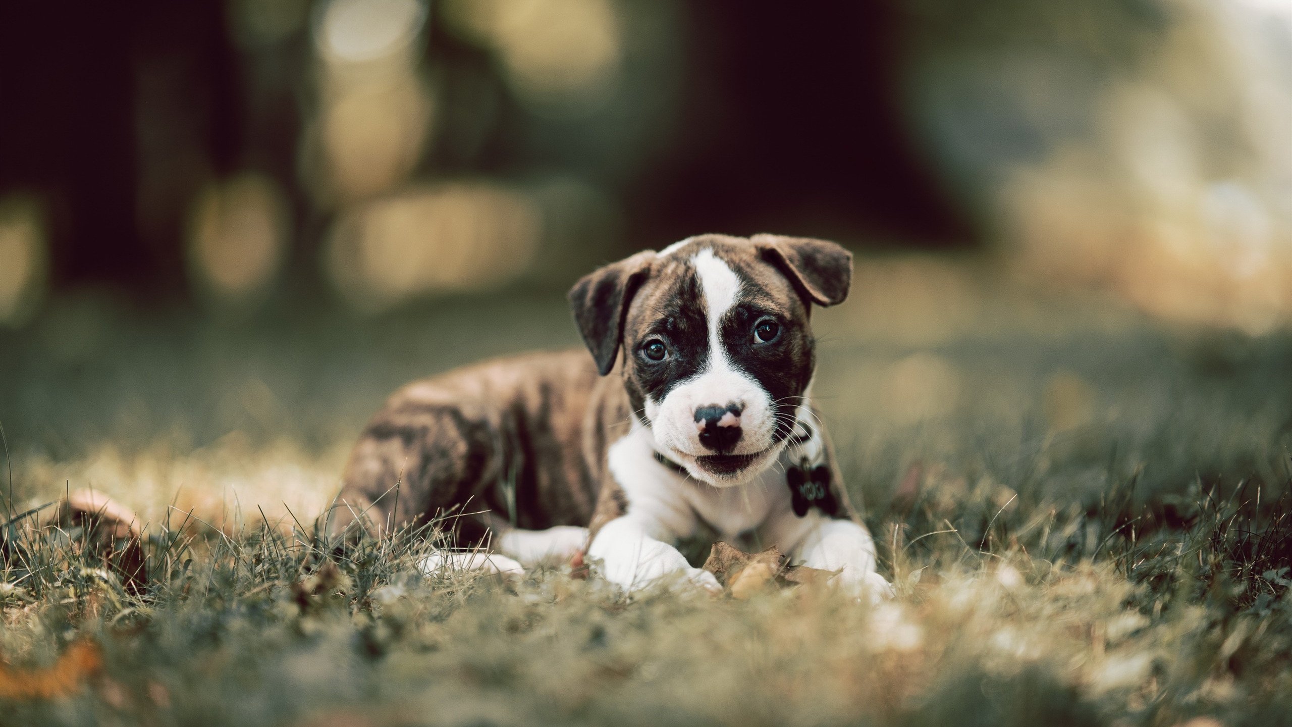 惊世骇俗的跨界表演，2026世界杯之夜，库里如何让足球在尖叫中失重