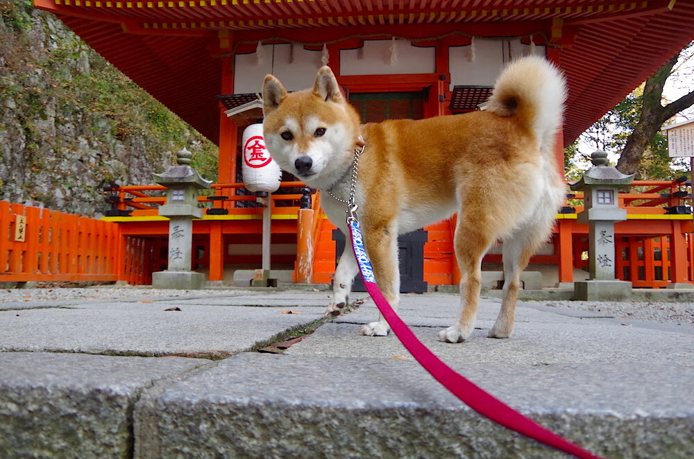 钢索上的交响，布雷默在东决之夜以呼吸般精准的统治力，书写生死战的孤独美学