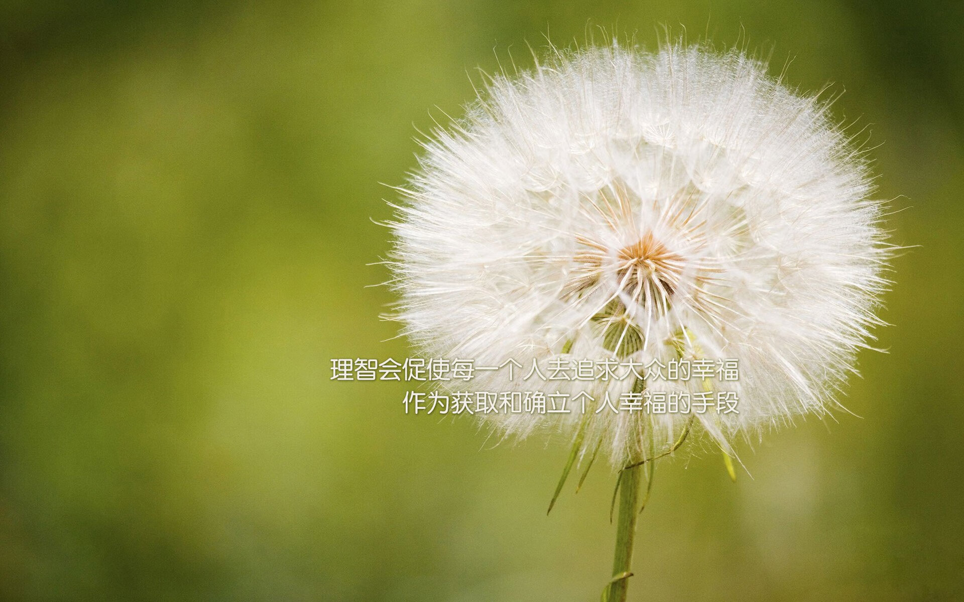 尘世巨蟒，一支非洲小球会如何吞噬了曼联的红日