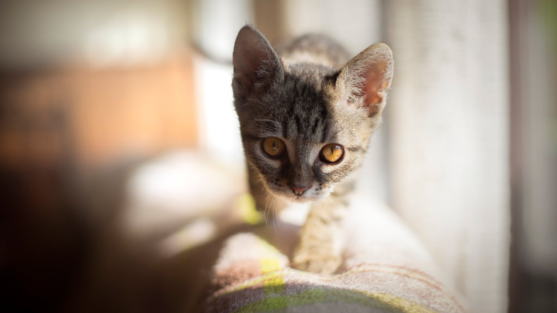 内线霸主!小贾伦暴力美学撕碎铁桶阵 吉林队再展铁血终结步行者连胜梦