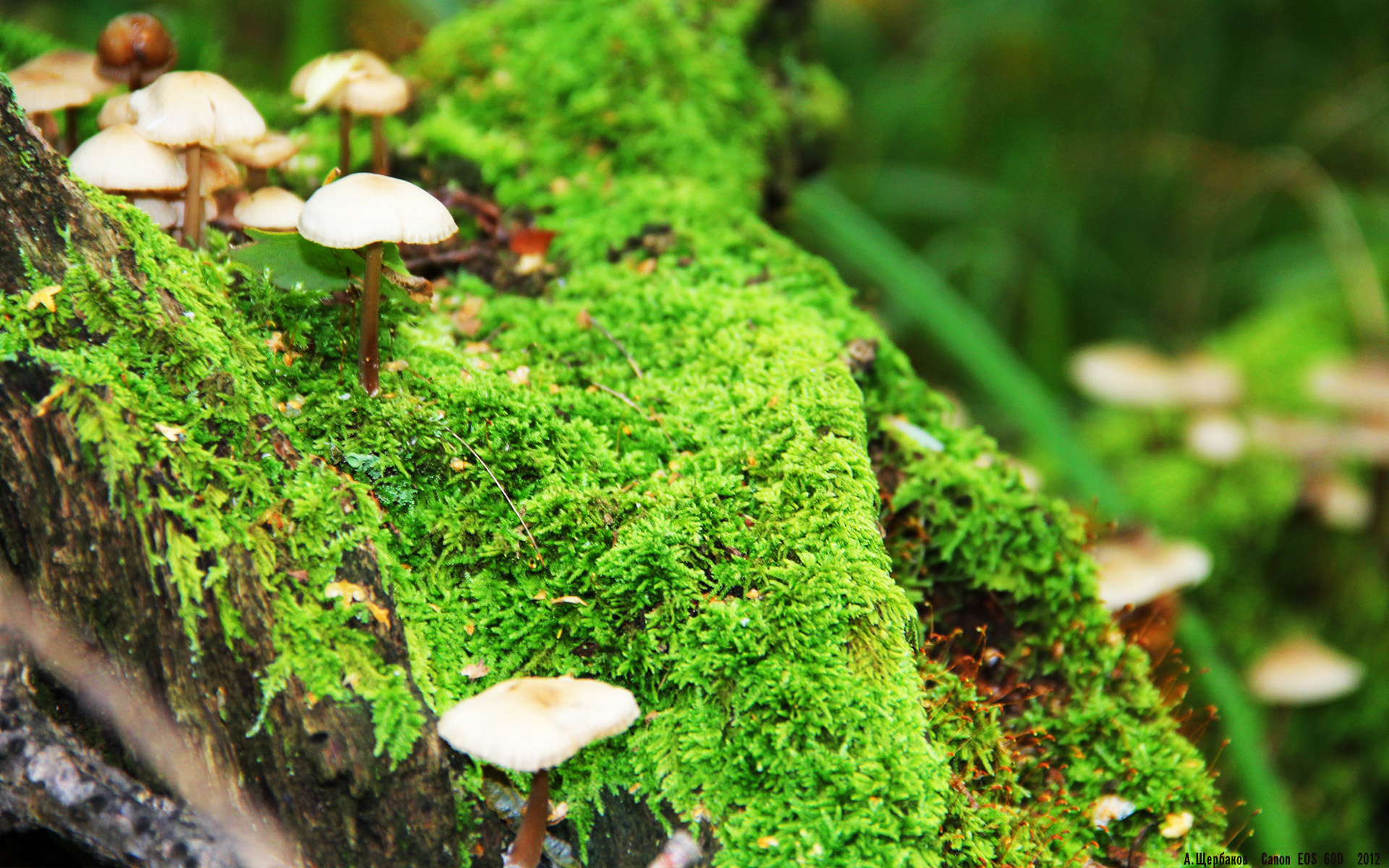 烛火破暗,当贝恩的燃烧照亮勇士对阵公牛的永恒之夜