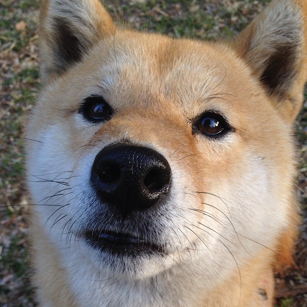 唱片密纹，人声与引擎的共振