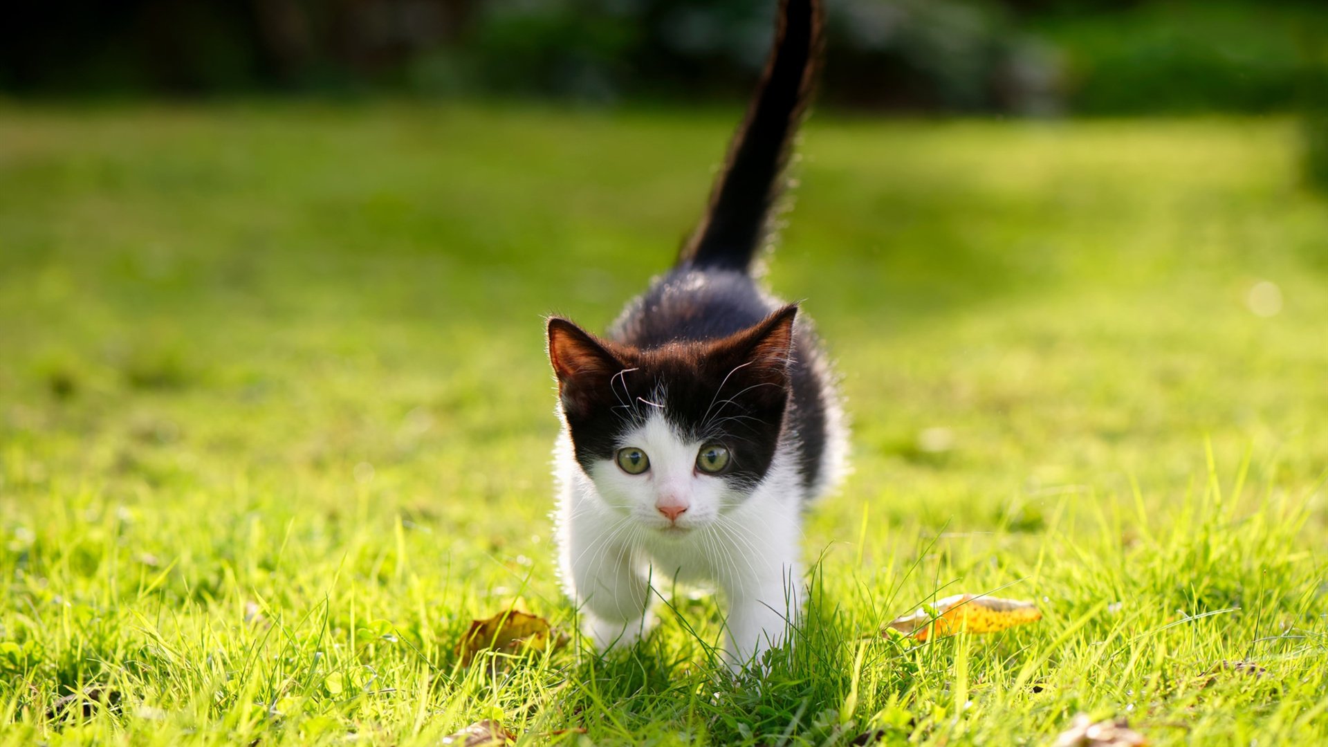 暗夜猎手,2026世界杯黑马之战,费利克斯如何用一记无解弧线改写荷兰与厄瓜多尔的命运