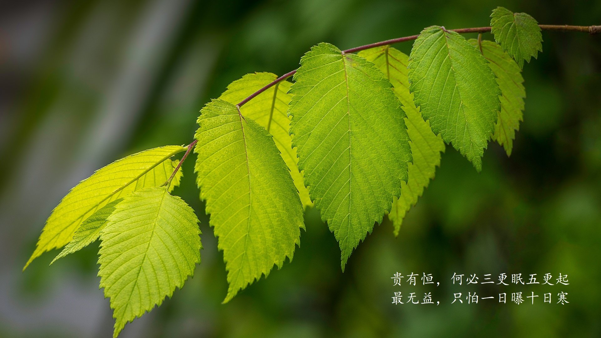 卡萨布兰卡的黄昏,当费利克斯的左脚划破北非之盾