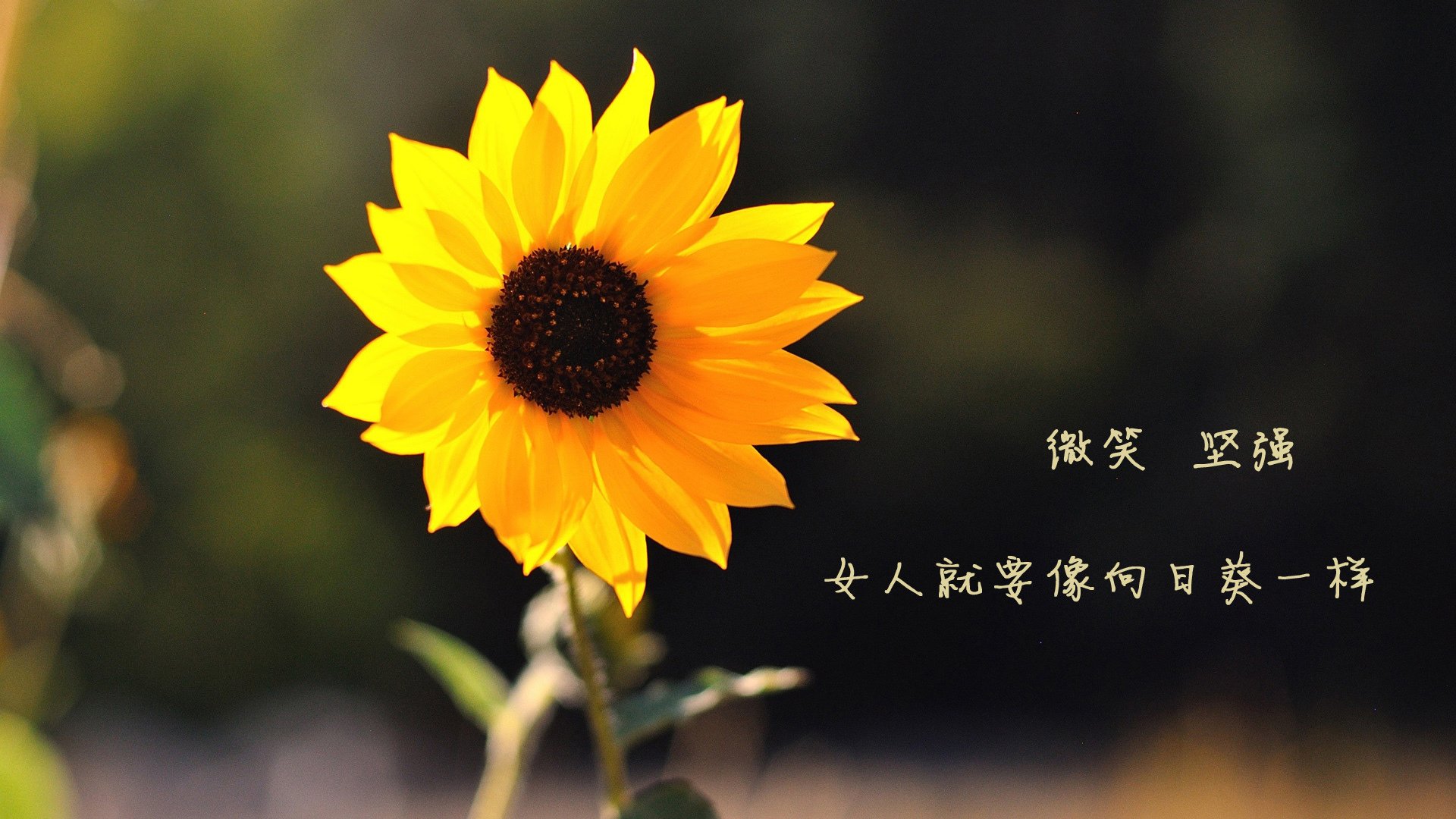 一瞬永恒，2026世界杯巅峰对决，梅西致命一击终结捷克风暴