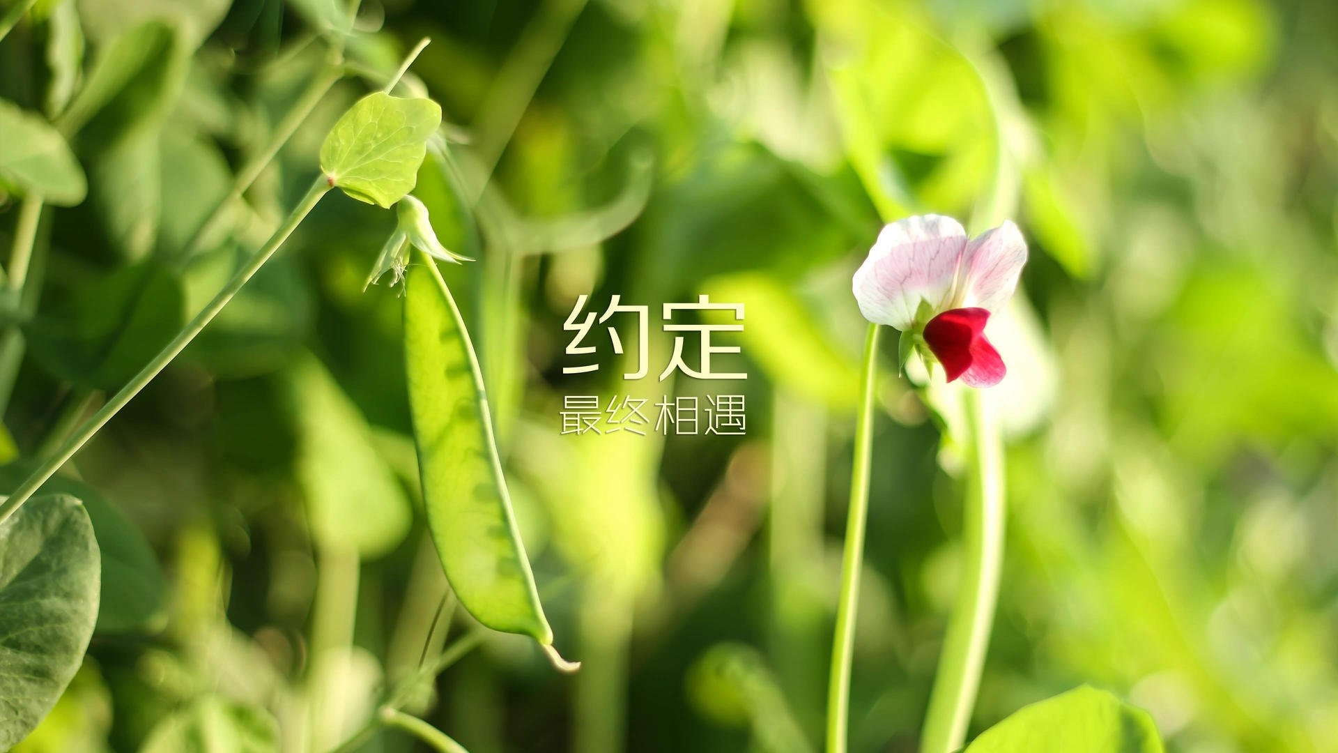 绝杀之夜,王者归位,当德国战车碾过宿命,当罗德里戈点亮新王序章