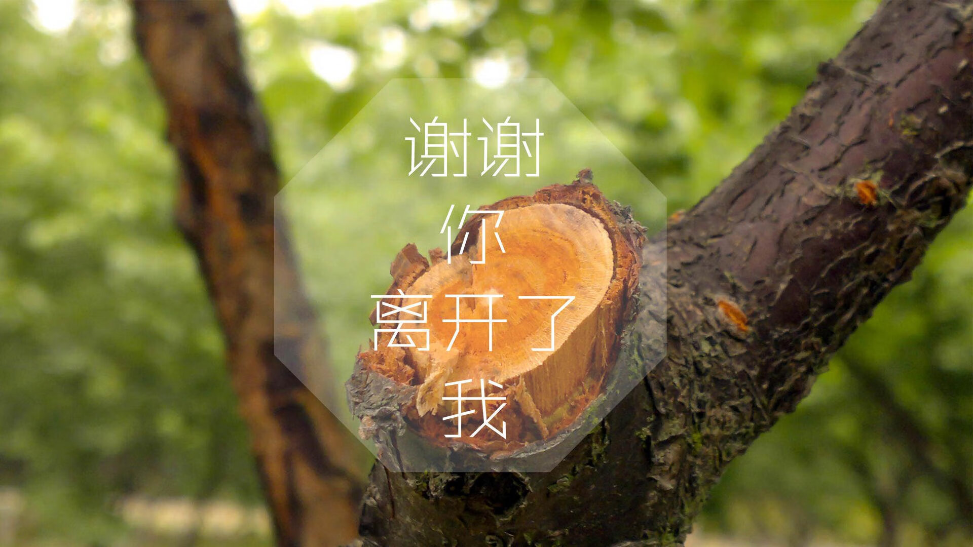 郁金香的科技革命,当荷兰用全攻全守2.0碾碎高原,维尼修斯在废墟上完成加冕